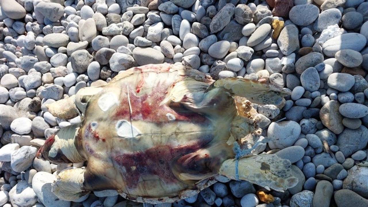 Bild einer der toten Unechten Karettschildkröten an der Küste Zyperns: Über 40 Prozent der Schildkröten dort hatten Plastikstücke im Körper.