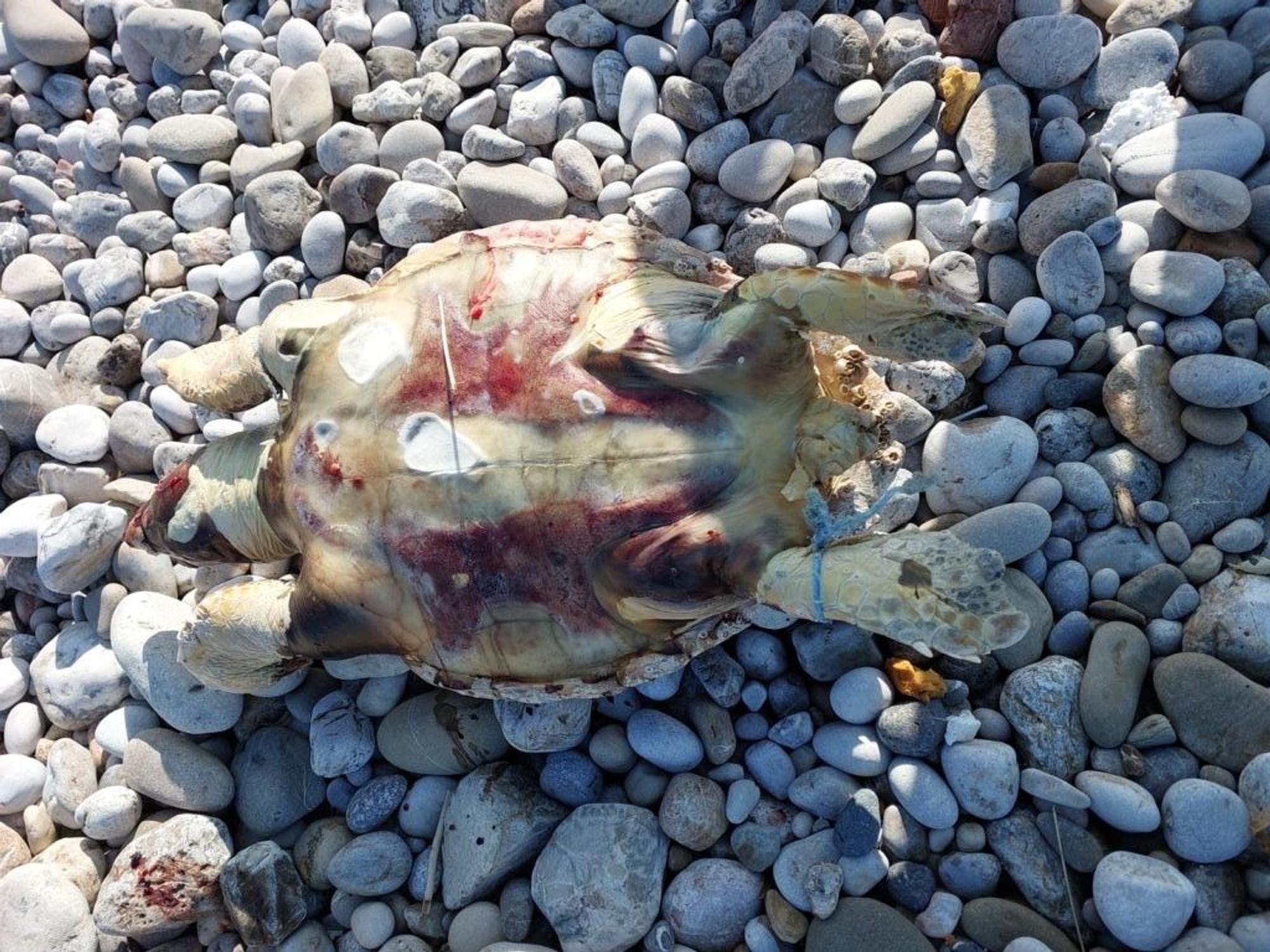 Bild einer der toten Unechten Karettschildkröten an der Küste Zyperns: Über 40 Prozent der Schildkröten dort hatten Plastikstücke im Körper.
