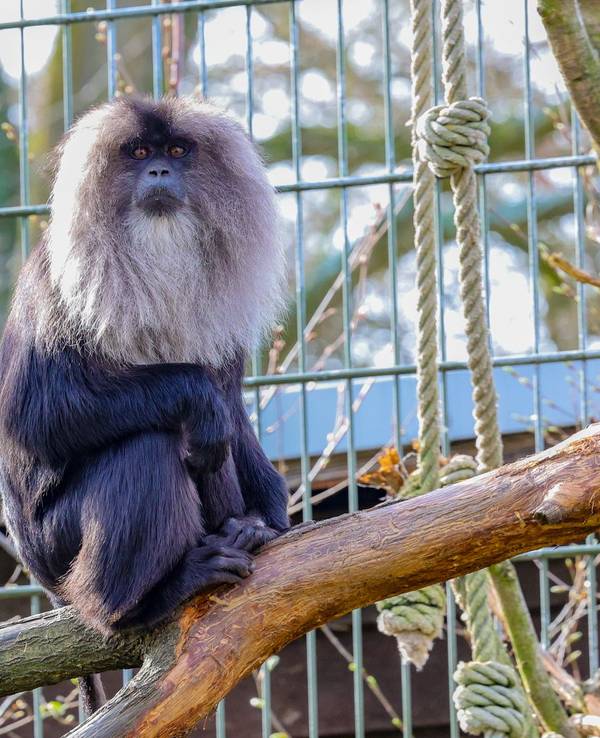 Ein Bartaffe im Kölner Zoo.