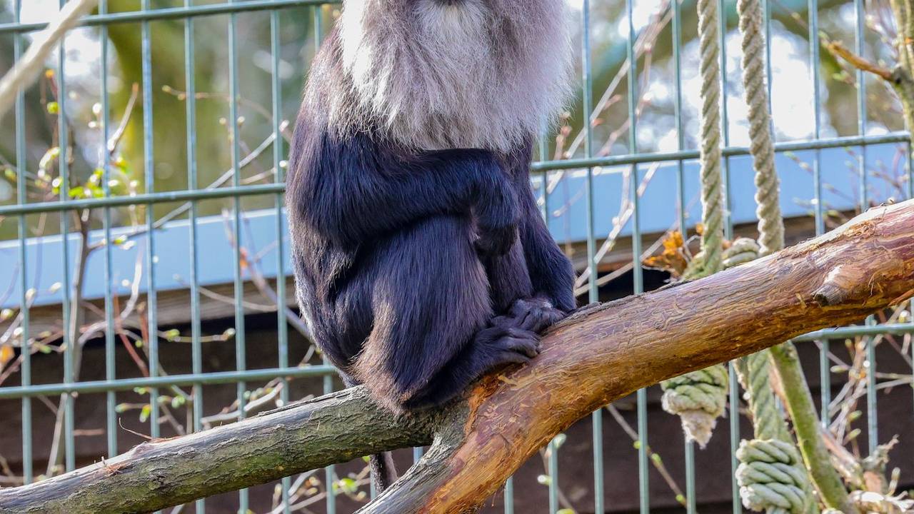 Ein Bartaffe im Kölner Zoo.