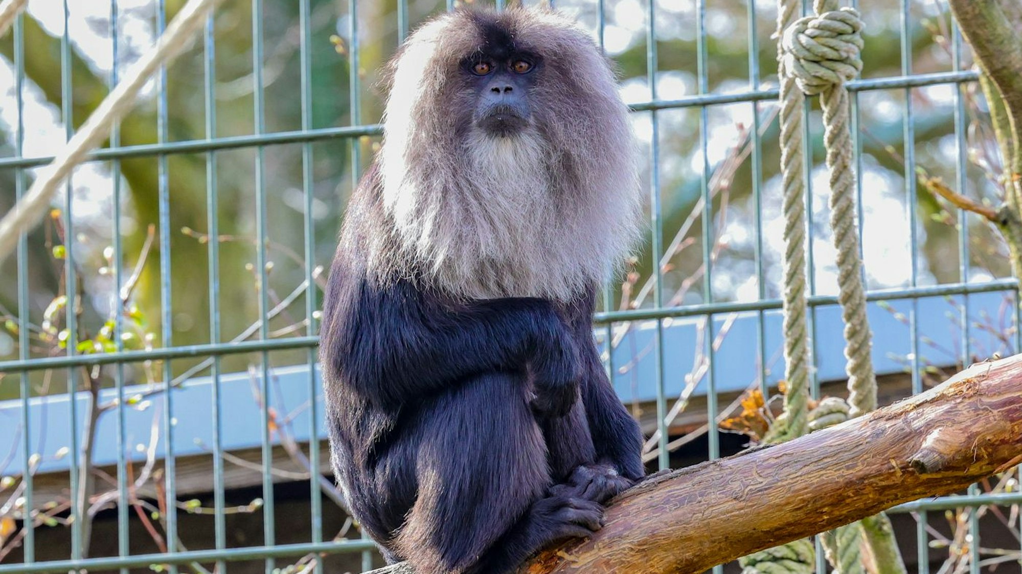 Ein Bartaffe im Kölner Zoo.