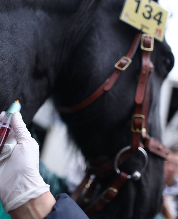 Einem Pferd wird Blut entnommen.