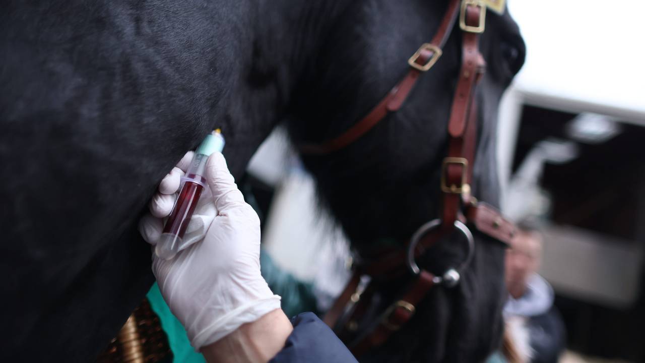 Einem Pferd wird Blut entnommen.