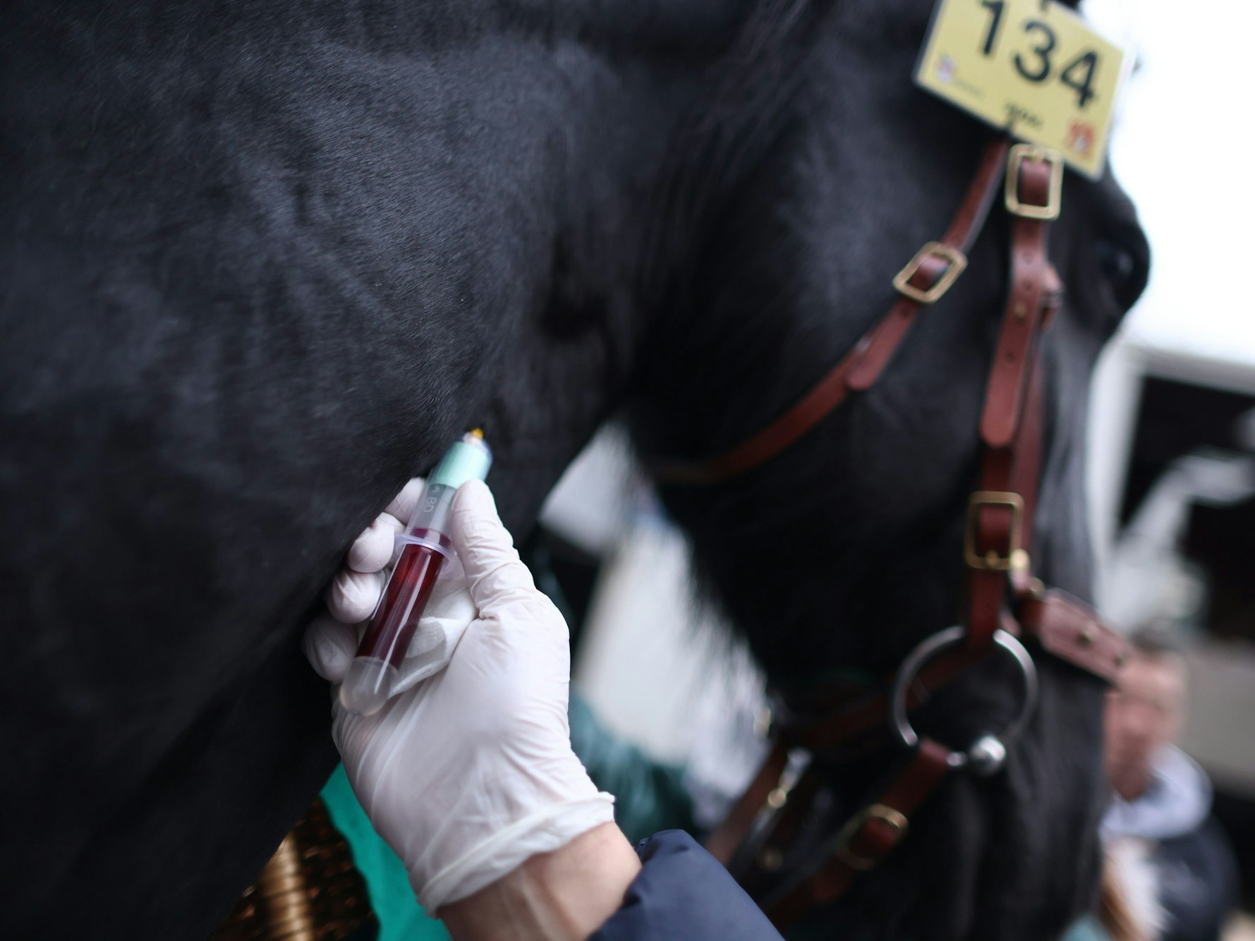 Einem Pferd wird Blut entnommen.