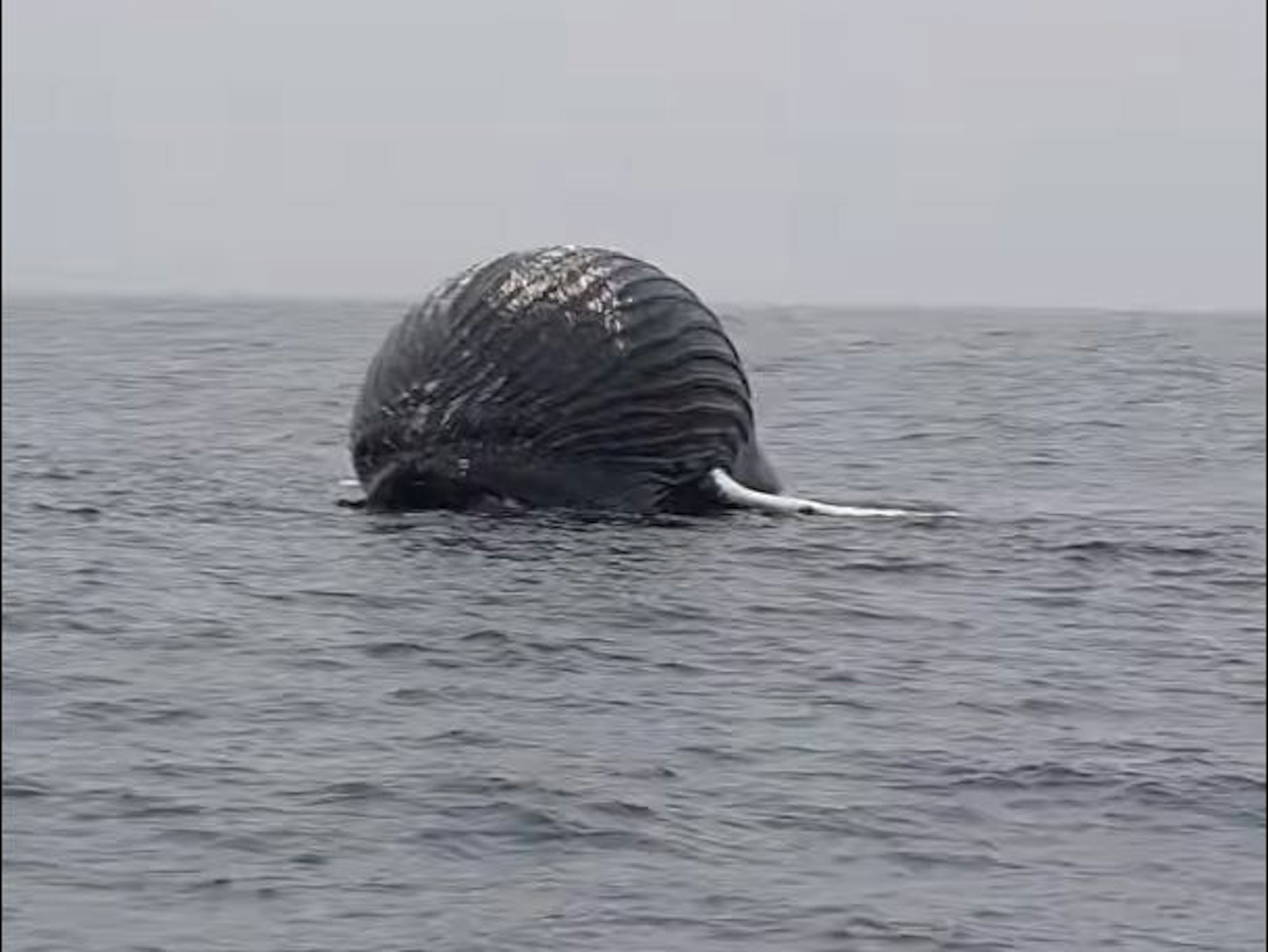 Der norwegische Fischer Dag Rydland hat auf dem offenen Meer nördlich der Insel Andoya einen riesigen Ballon entdeckt – einen toten Buckelwal. Er filmte den Wal und stellte ihn auf Facebook.