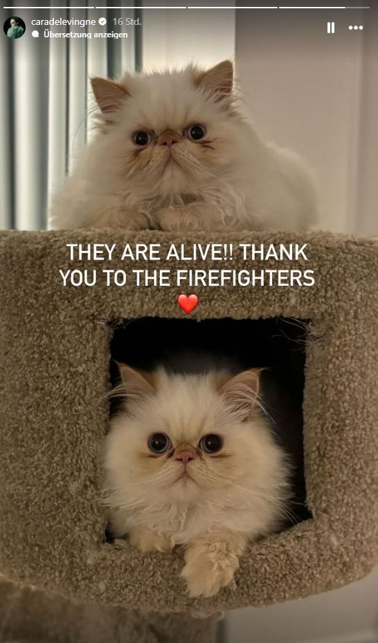 Die Katzen von Cara Delevingne wurden bei dem Brand des Hauses glücklicherweise nicht verletzt. Sie konnten gerettet werden. Das Foto ihrer Katzen hat die Schauspielerin am 15. März 2024 in ihrer Instagram-Story veröffentlicht.