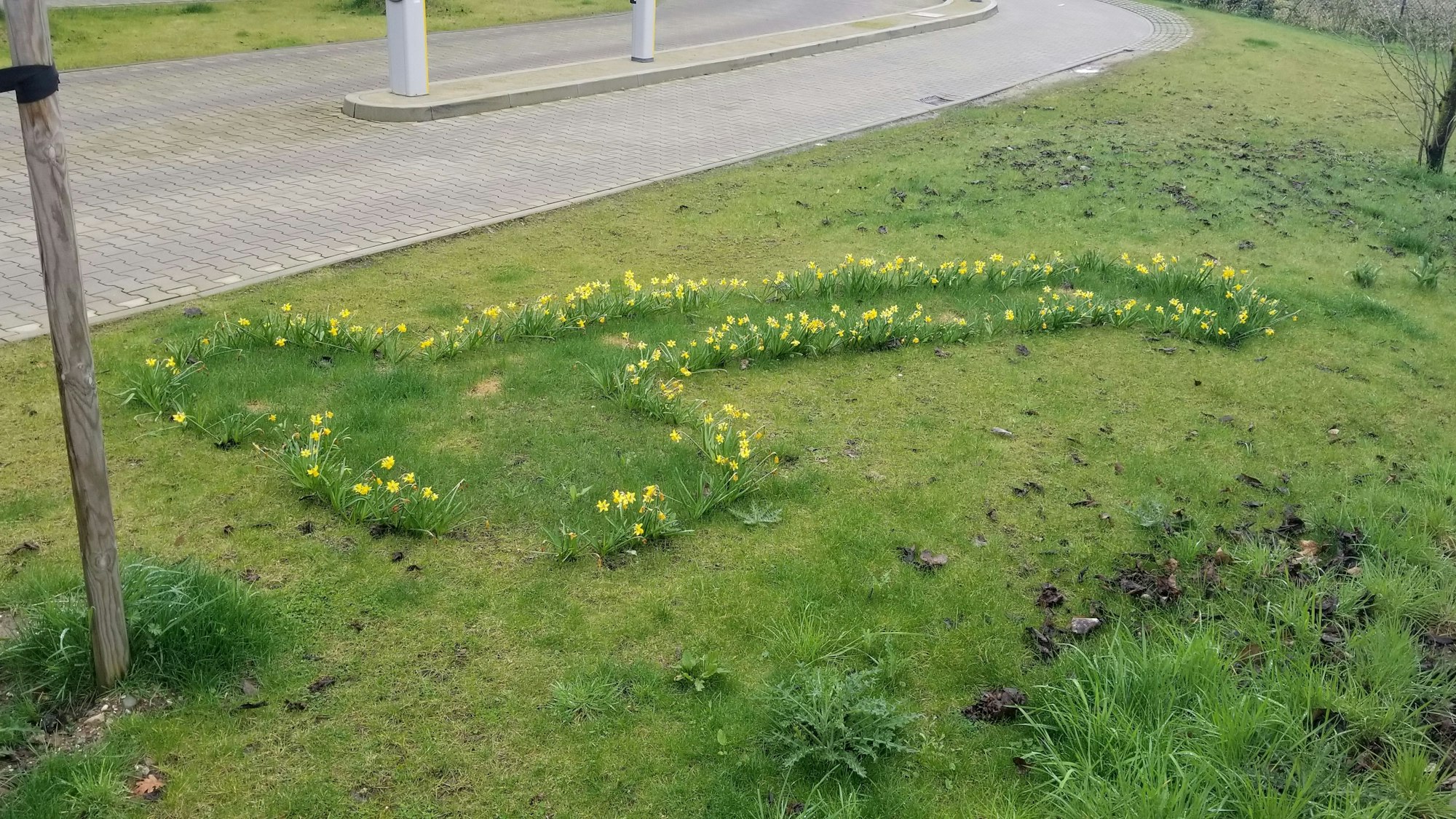 Ein Osterglocken-Beet in Köln. Die Blumen sind in Penisform gepflanzt worden.