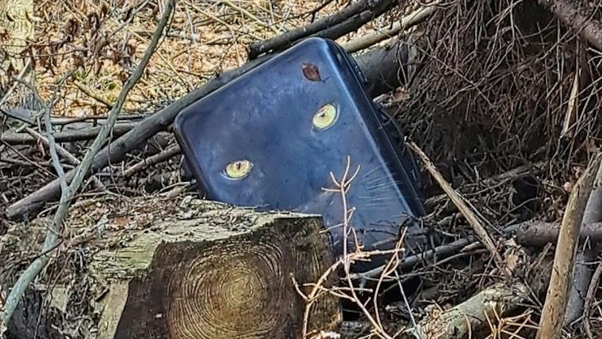 Ein Koffer liegt neben einem Baum.