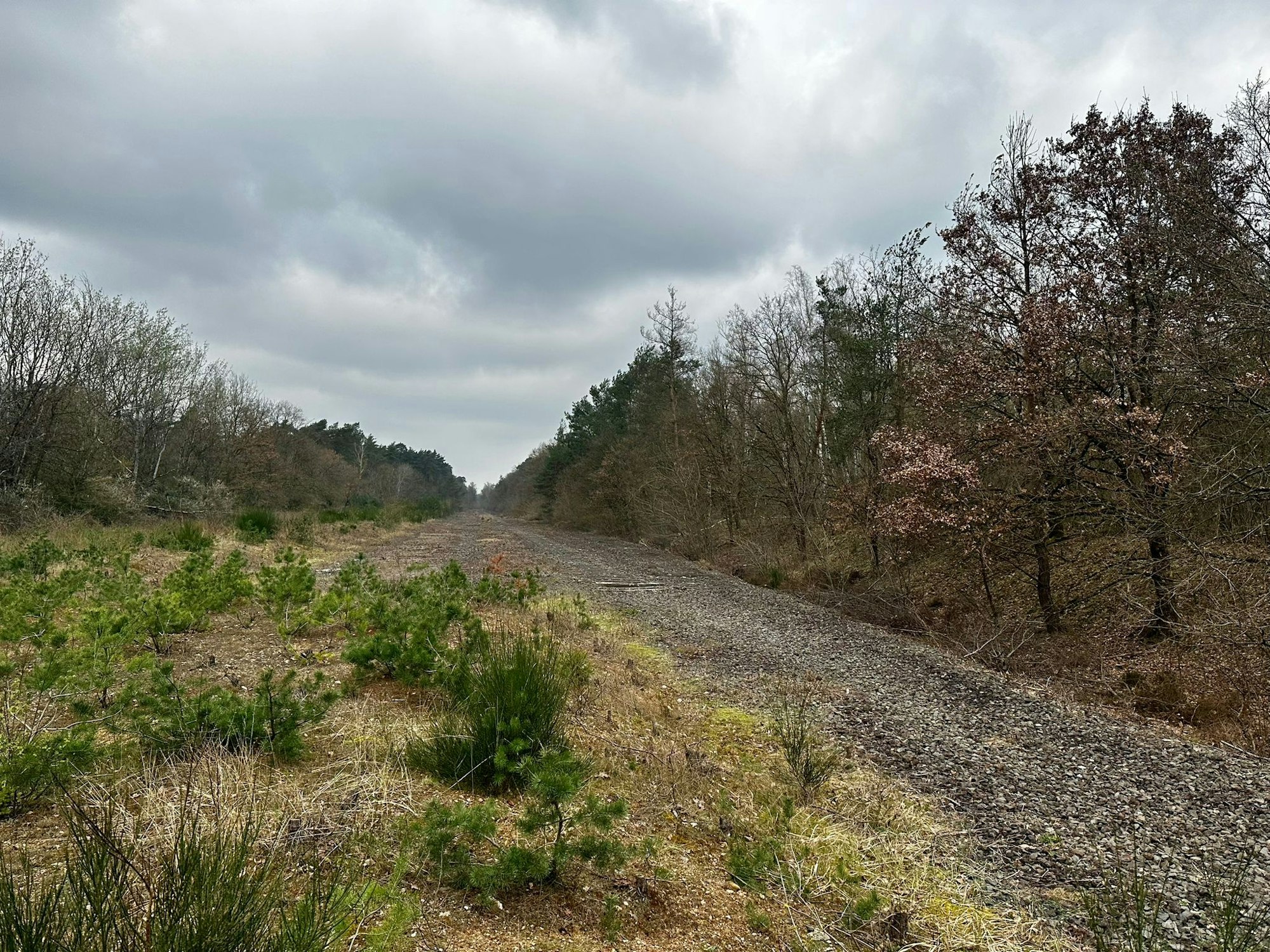 Ein Blick von der ehemaligen Verladerampe auf die Bahnstrecke, die heute eine große Schneise in der Wahner Heide bildet.