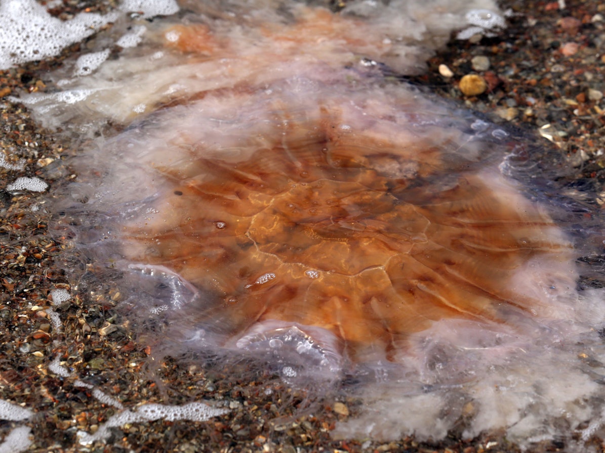 Eine Feuerqualle wird an den Ostseestrand von Rostock-Warnemünde (Mecklenburg-Vorpommern) angespült.