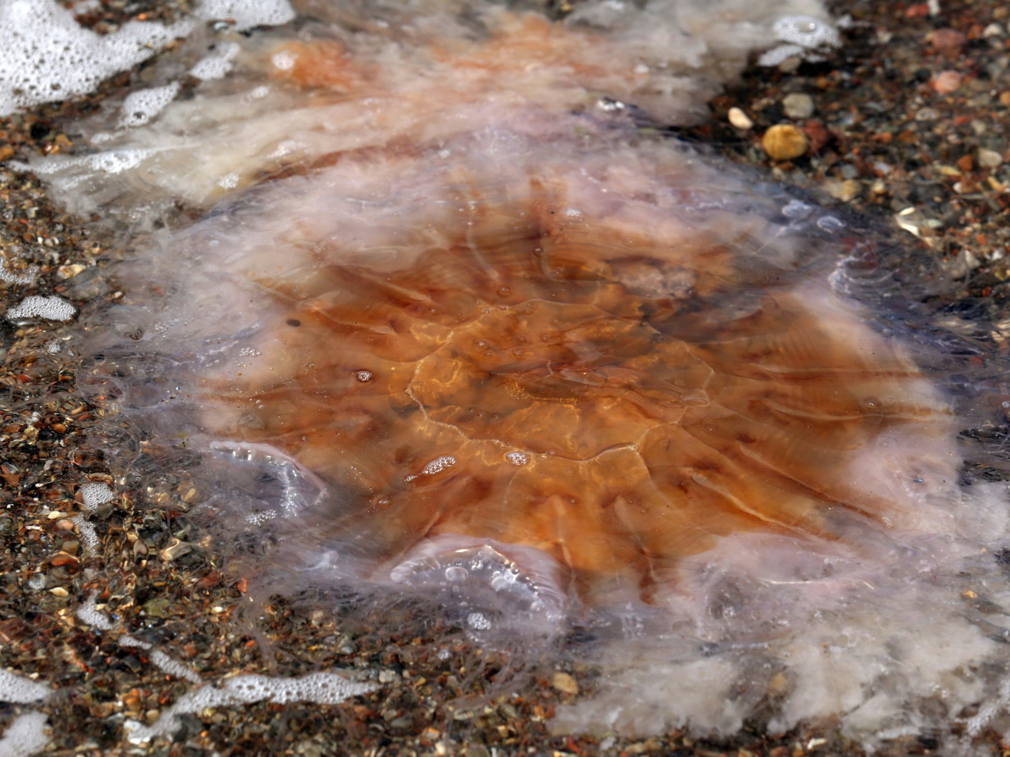 Eine Feuerqualle wird an den Ostseestrand von Rostock-Warnemünde (Mecklenburg-Vorpommern) angespült.