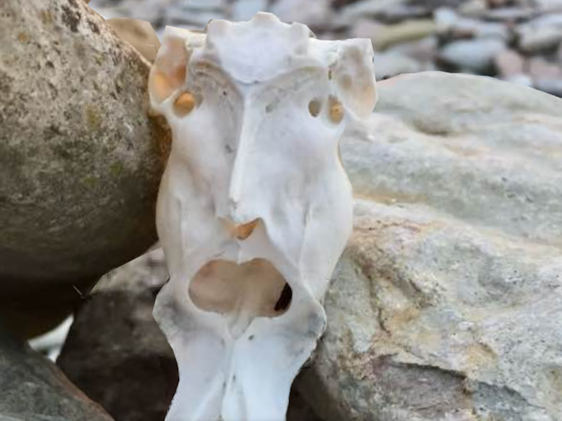 Ein Skelett liegt auf einem Stein.