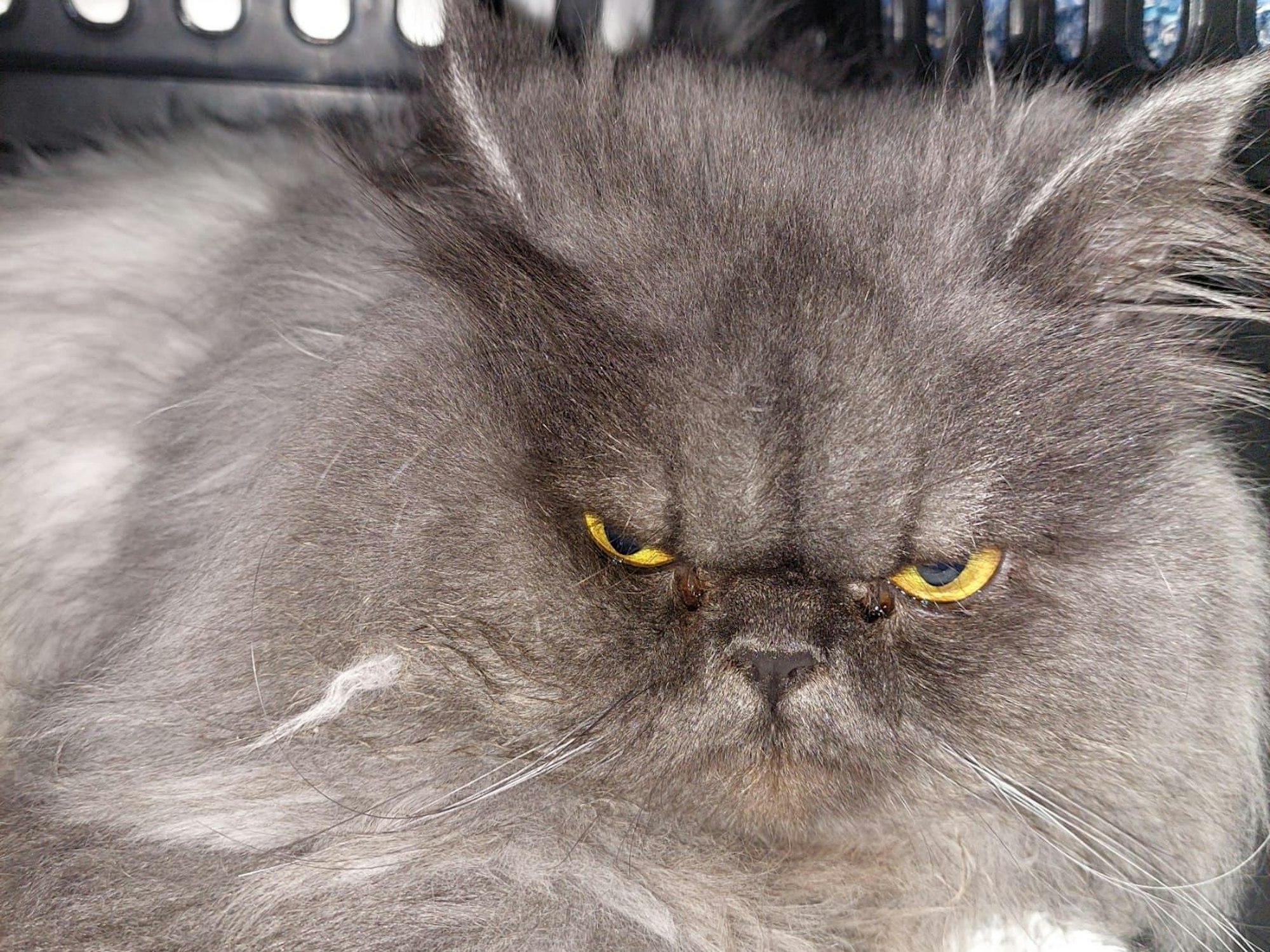 Ein Kater hat einen grummeligen Blick.