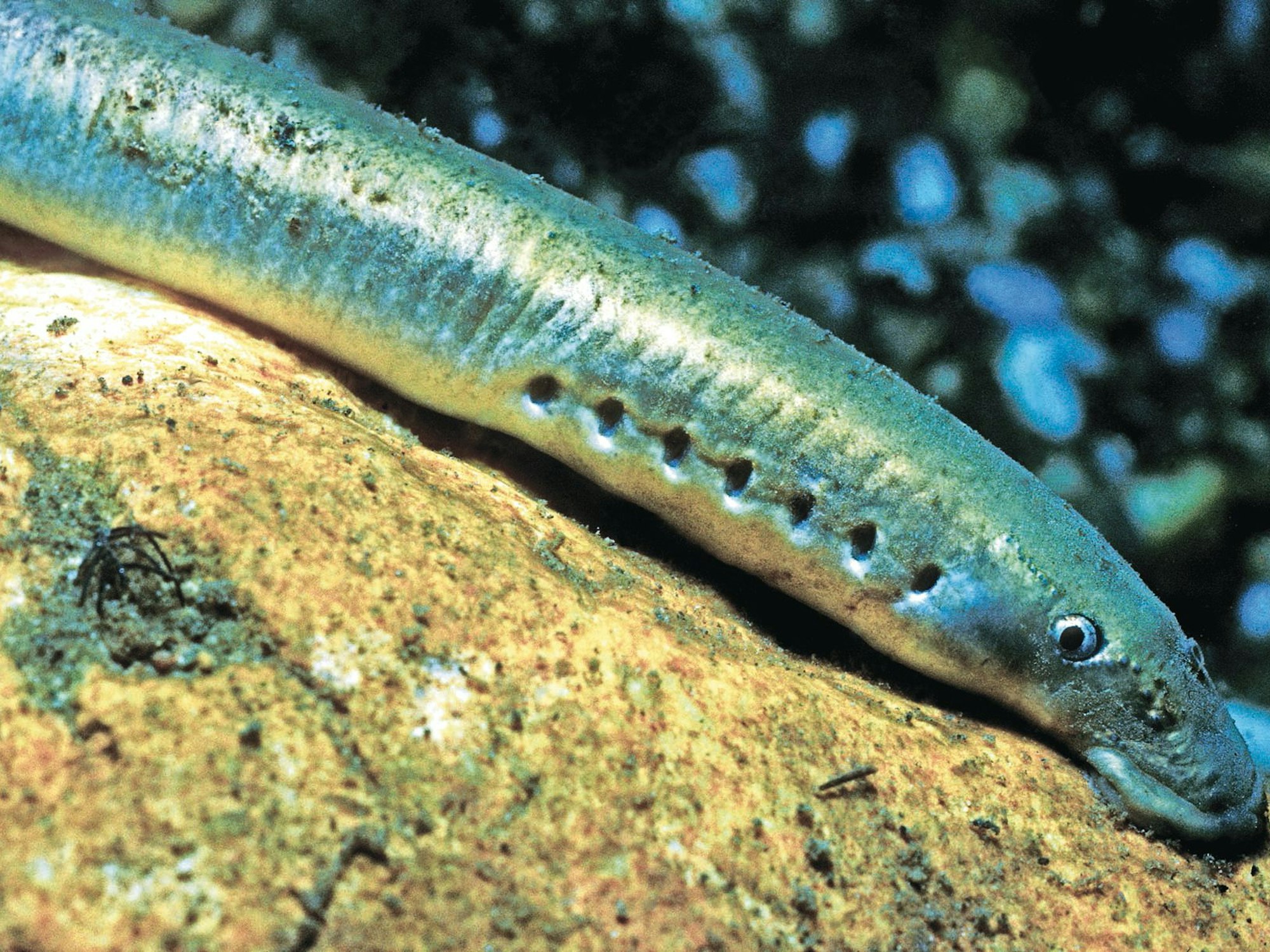 Das Neunauge (undatiertes Handout) wurde zum Fisch des Jahres 2012 gewählt. Ein Exemplar soll nun eine Frau in der Ostsee angegriffen und verletzt haben.