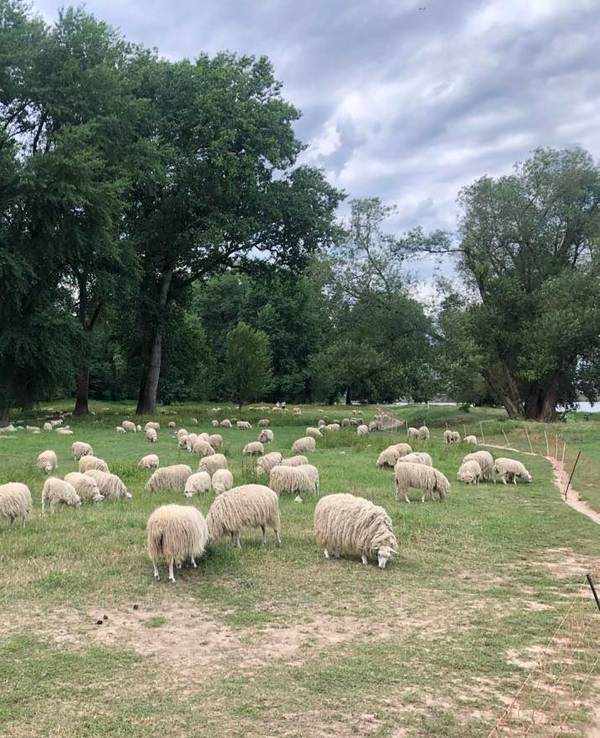 In Köln sind die Schäfchen am Rheinufer ein beliebtes Fotomotiv. Unter die flauschige Herde mischen sich immer wieder auch einige Ziegen.