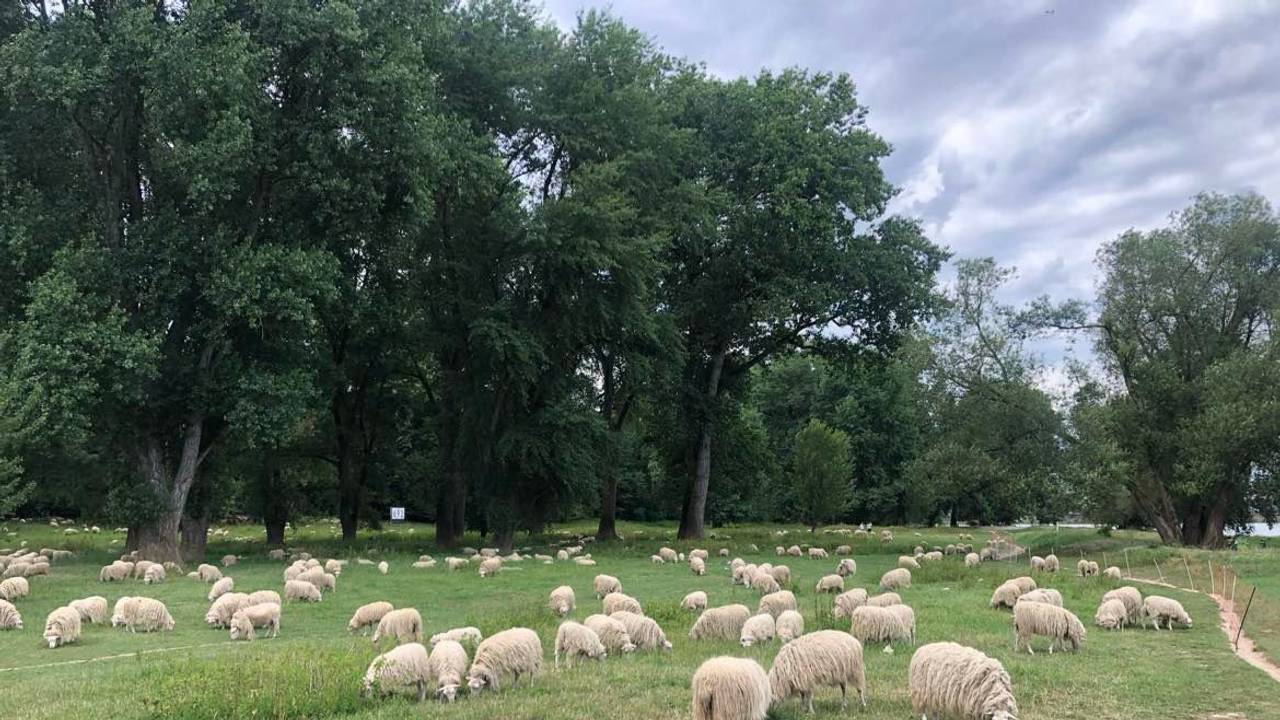 In Köln sind die Schäfchen am Rheinufer ein beliebtes Fotomotiv. Unter die flauschige Herde mischen sich immer wieder auch einige Ziegen.