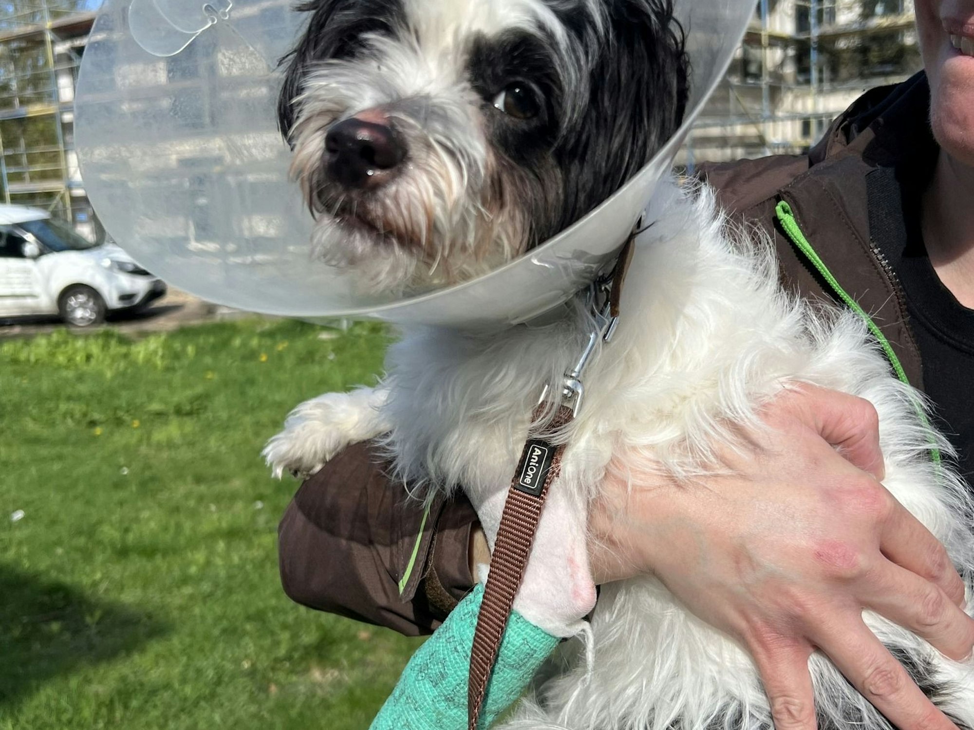 Hündin Josie trägt eine Halskrause, eine Pfote ist verbunden.