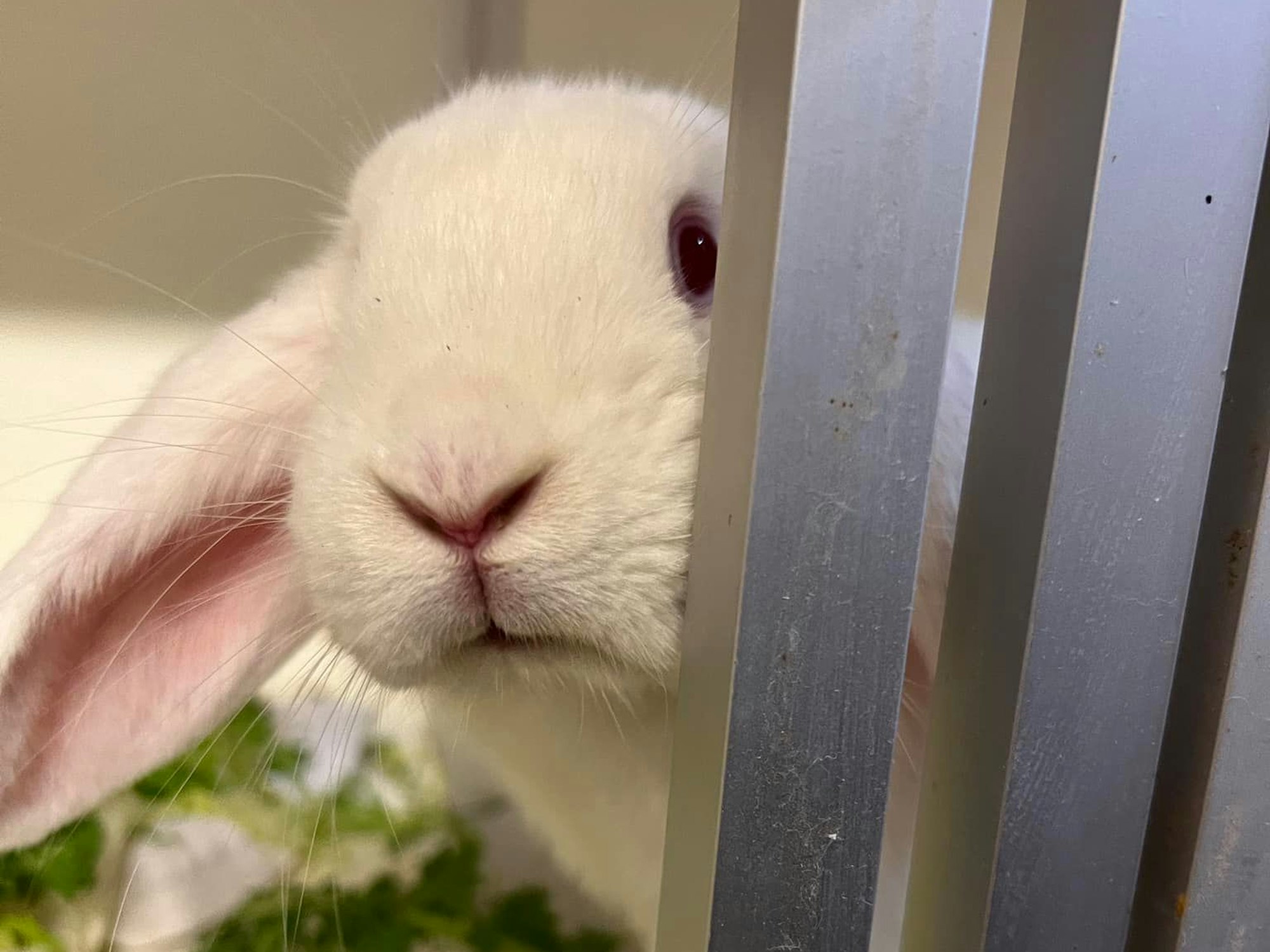 Ein Kaninchen guckt um die Ecke.