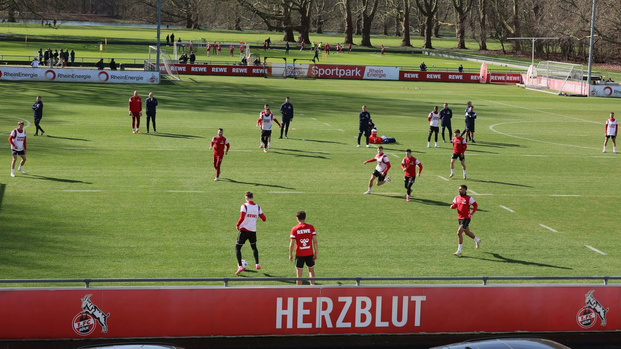 Training des 1. FC Köln am Geißbockheim.