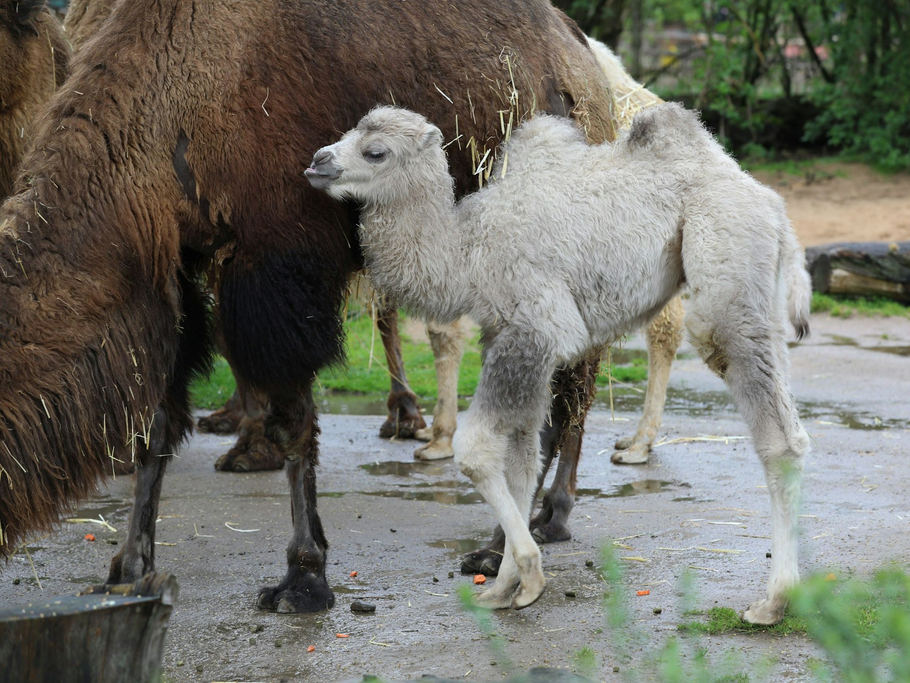 Trampeltier-Nachwuchs Omar im Kölner Zoo mit seiner Mutter.
