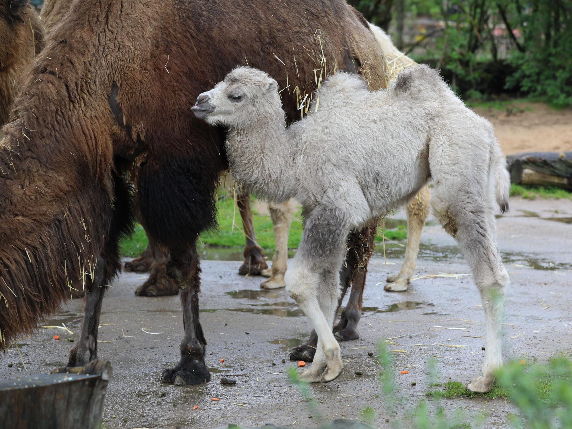 Trampeltier-Nachwuchs Omar im Kölner Zoo mit seiner Mutter.