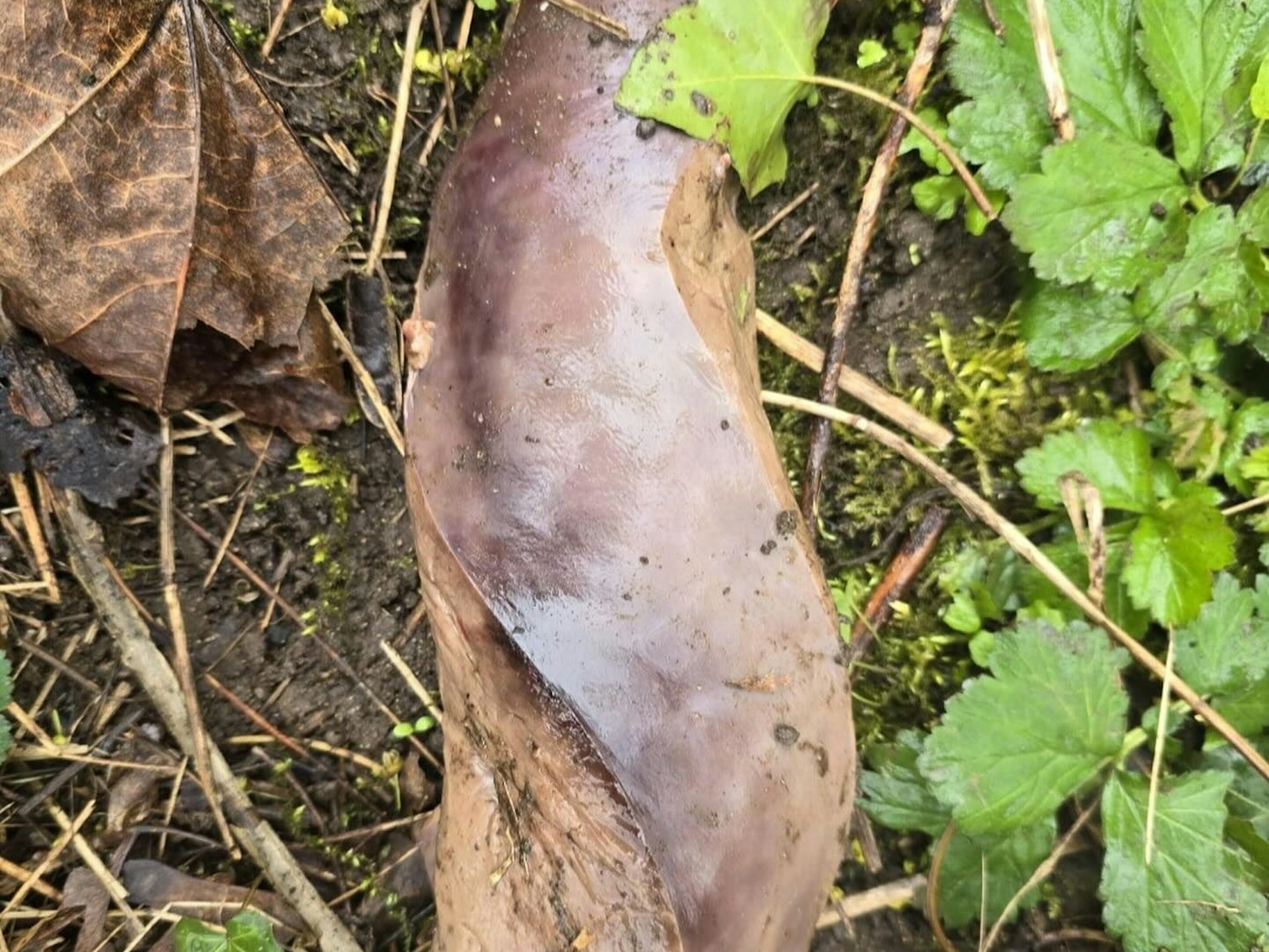 Der bekannte Biologe und Forensiker Dr. Mark Benecke teilte dieses Foto eines Organs (mutmaßlich einer tierischen Leber), welches in einem Wald bei Freiburg gefunden wurde. Das Bild wurde ihm von einem Fan zugeschickt, Benecke teilte das Foto auf seinem Facebook-Kanal.
