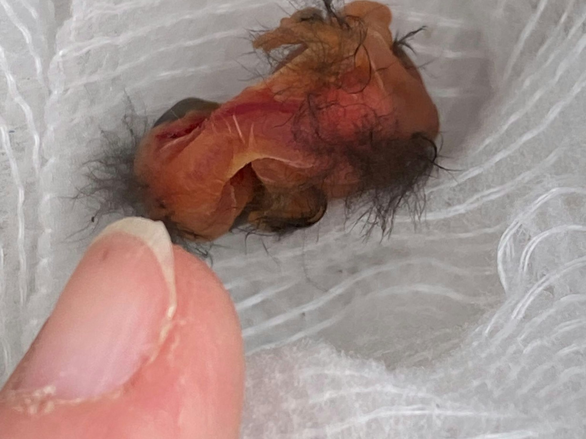 Eine Fingerspitze zeigt auf das Küken, das kaum größer ist als der Fingernagel.