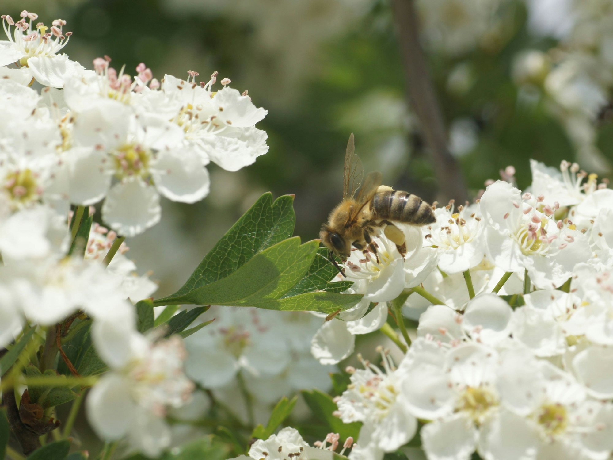 Weißdorn wird von Biene bestäubt