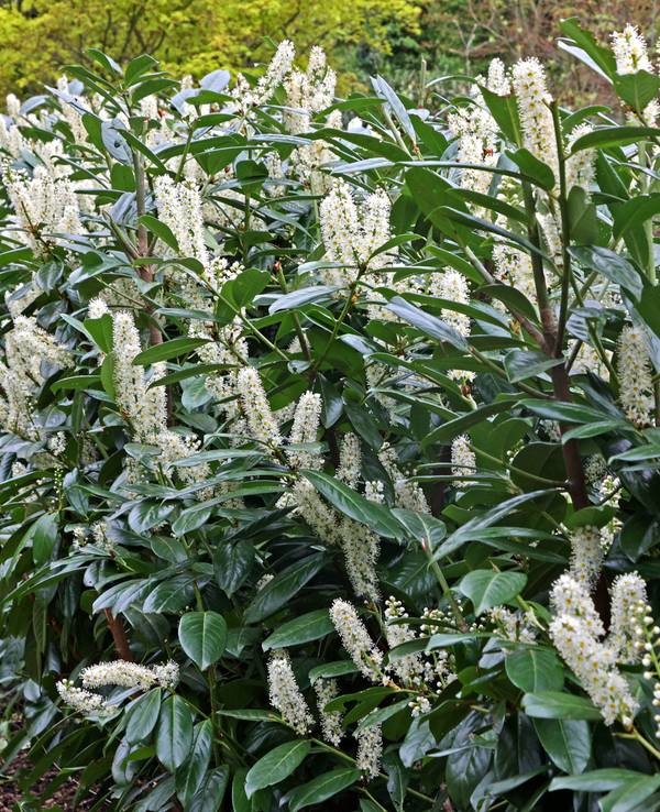 Kirschlorbeer, auch Lorbeerkirsche genannt, als Sichtschutz in Form einer langen Hecke