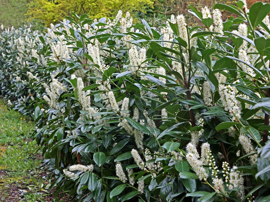 Kirschlorbeer, auch Lorbeerkirsche genannt, als Sichtschutz in Form einer langen Hecke