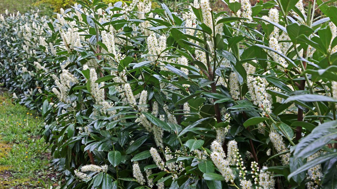 Kirschlorbeer, auch Lorbeerkirsche genannt, als Sichtschutz in Form einer langen Hecke