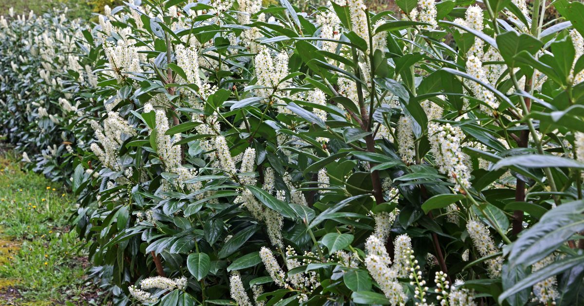 Hass-Pflanze Kirschlorbeer: Was tun, wenn ich sie im Garten habe? | Express