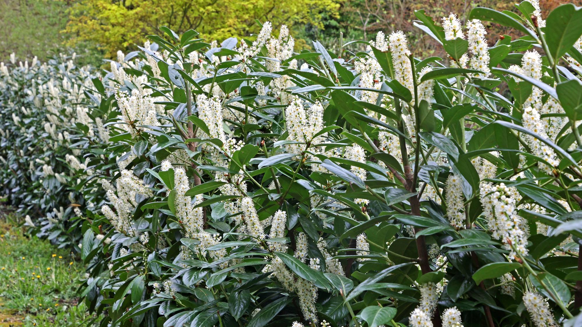 Kirschlorbeer, auch Lorbeerkirsche genannt, als Sichtschutz in Form einer langen Hecke