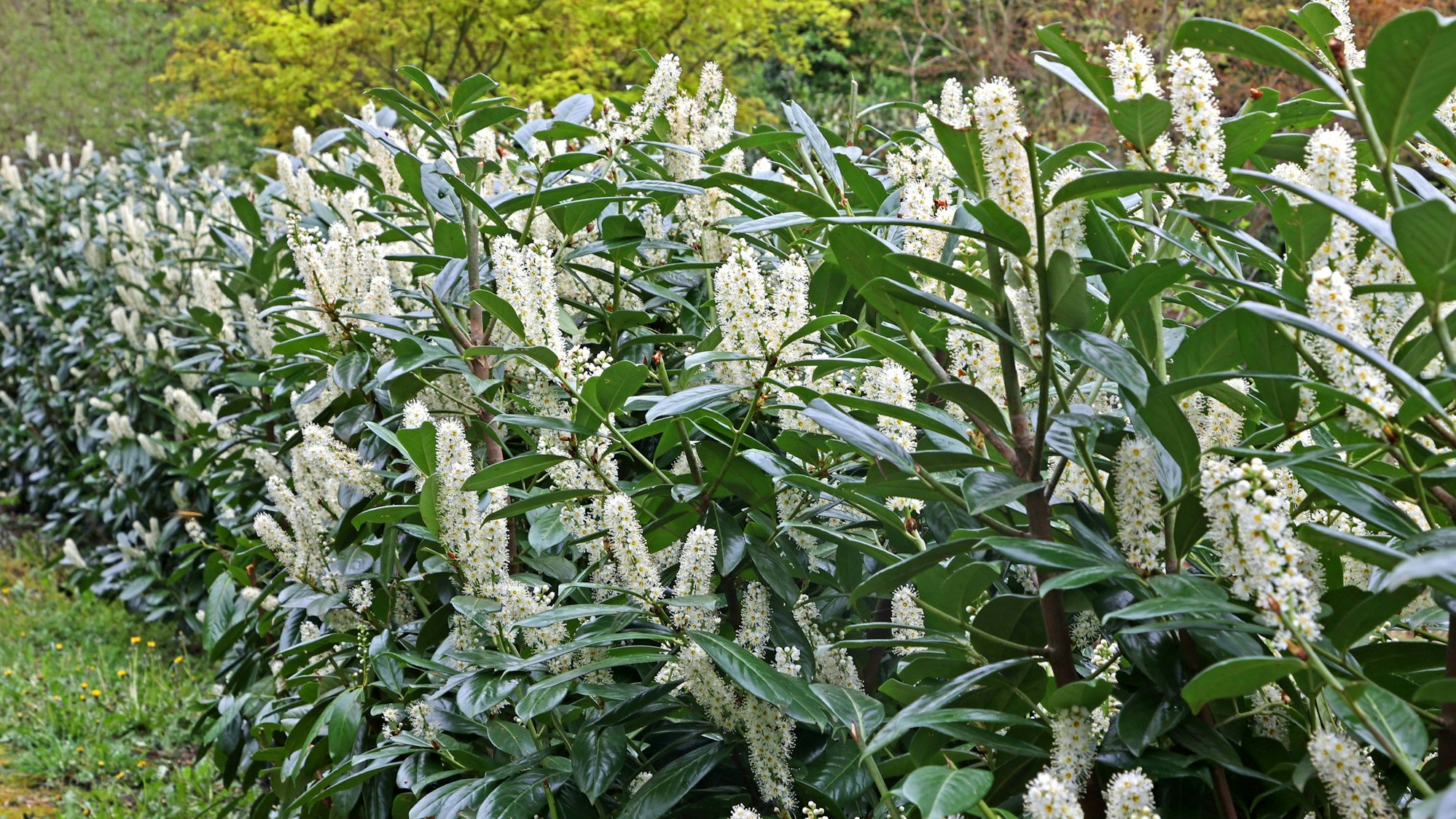 Kirschlorbeer, auch Lorbeerkirsche genannt, als Sichtschutz in Form einer langen Hecke