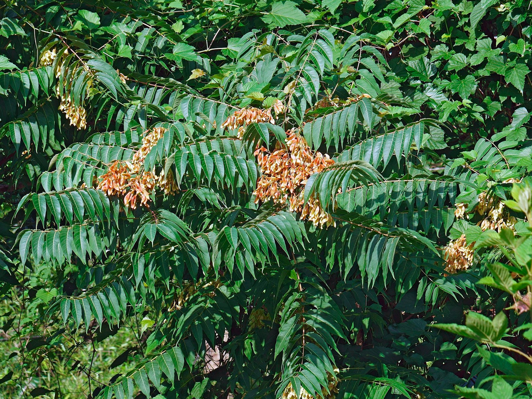 Götterbaum nmit Früchten