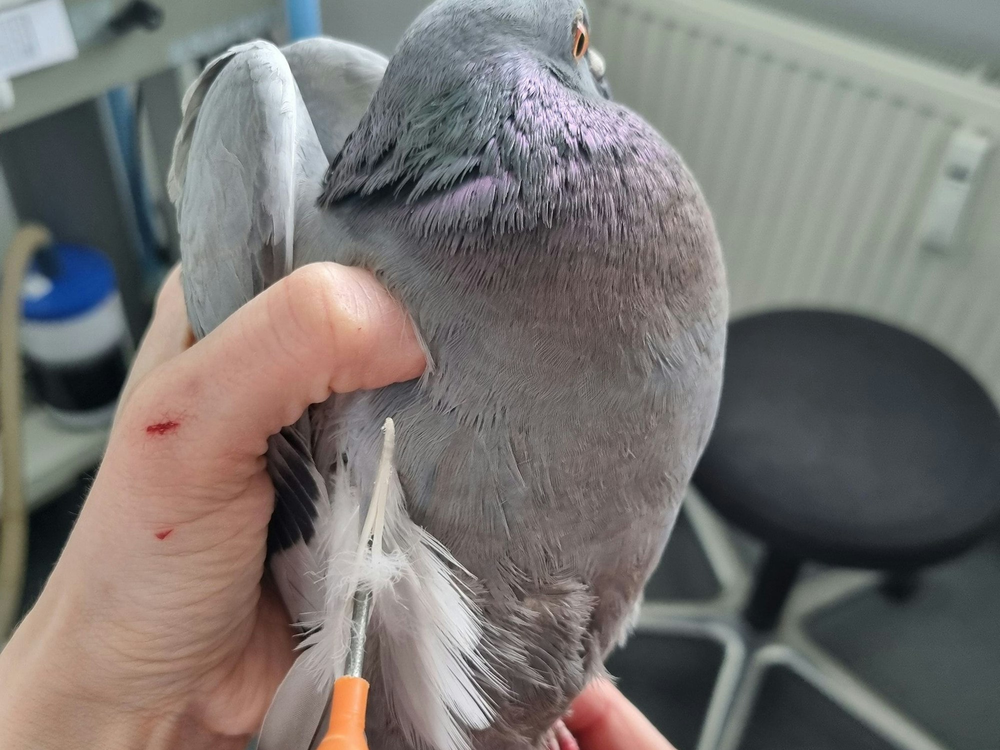 In einer Taube steckt ein Pfeil.