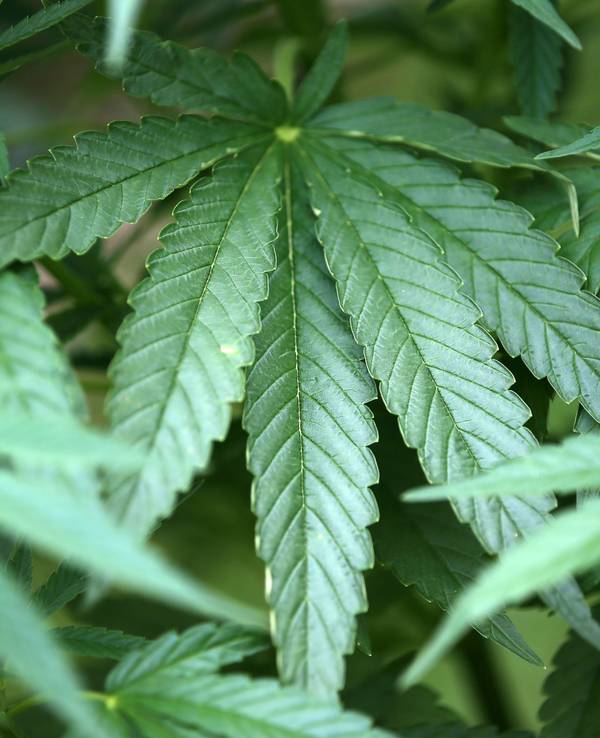 Hanf-Pflanzen (Cannabis) wachsen in einem Garten.