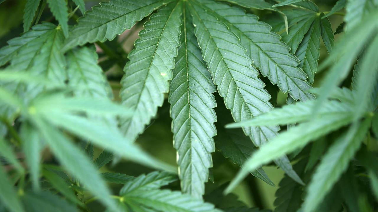 Hanf-Pflanzen (Cannabis) wachsen in einem Garten.