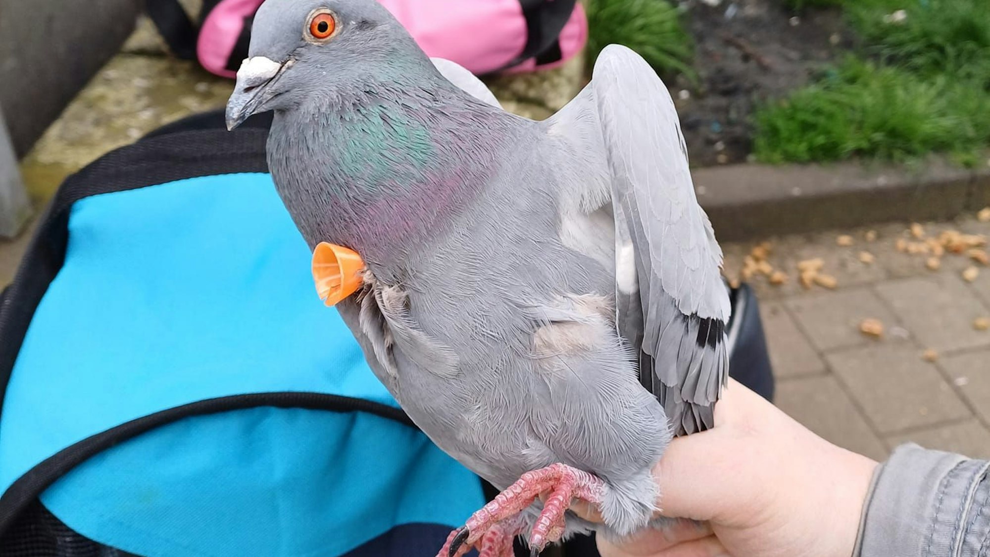 Im Körper einer Taube steht ein Pfeil.