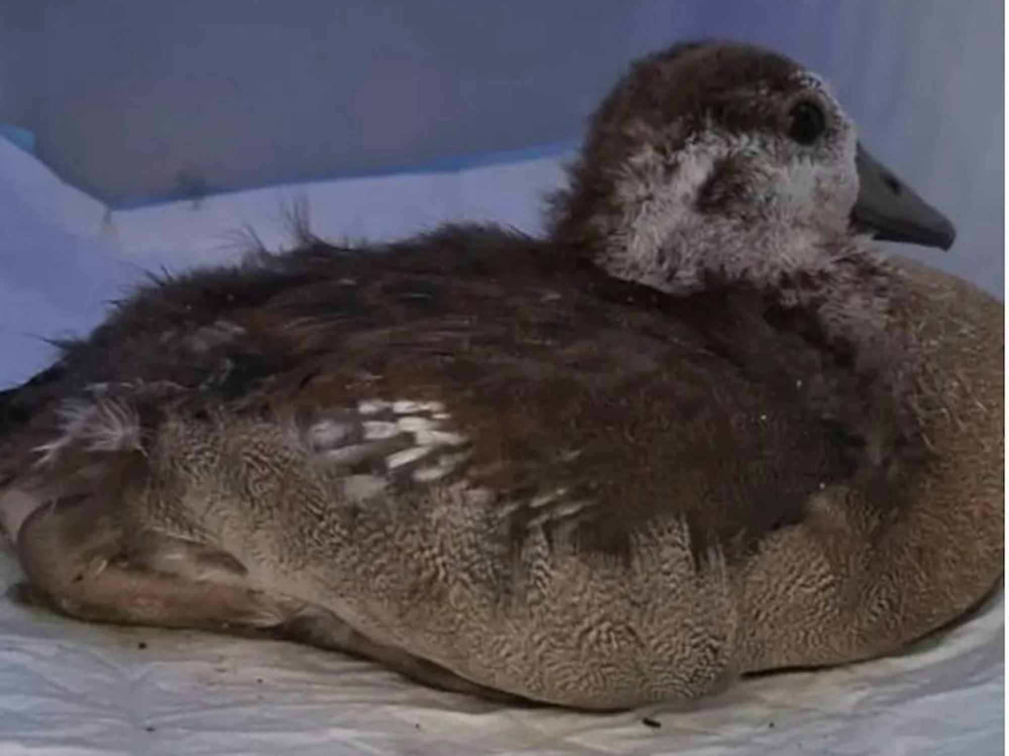 Für die kleine Nilgans kam jede Hilfe zu spät, sie musste eingeschläfert werden.