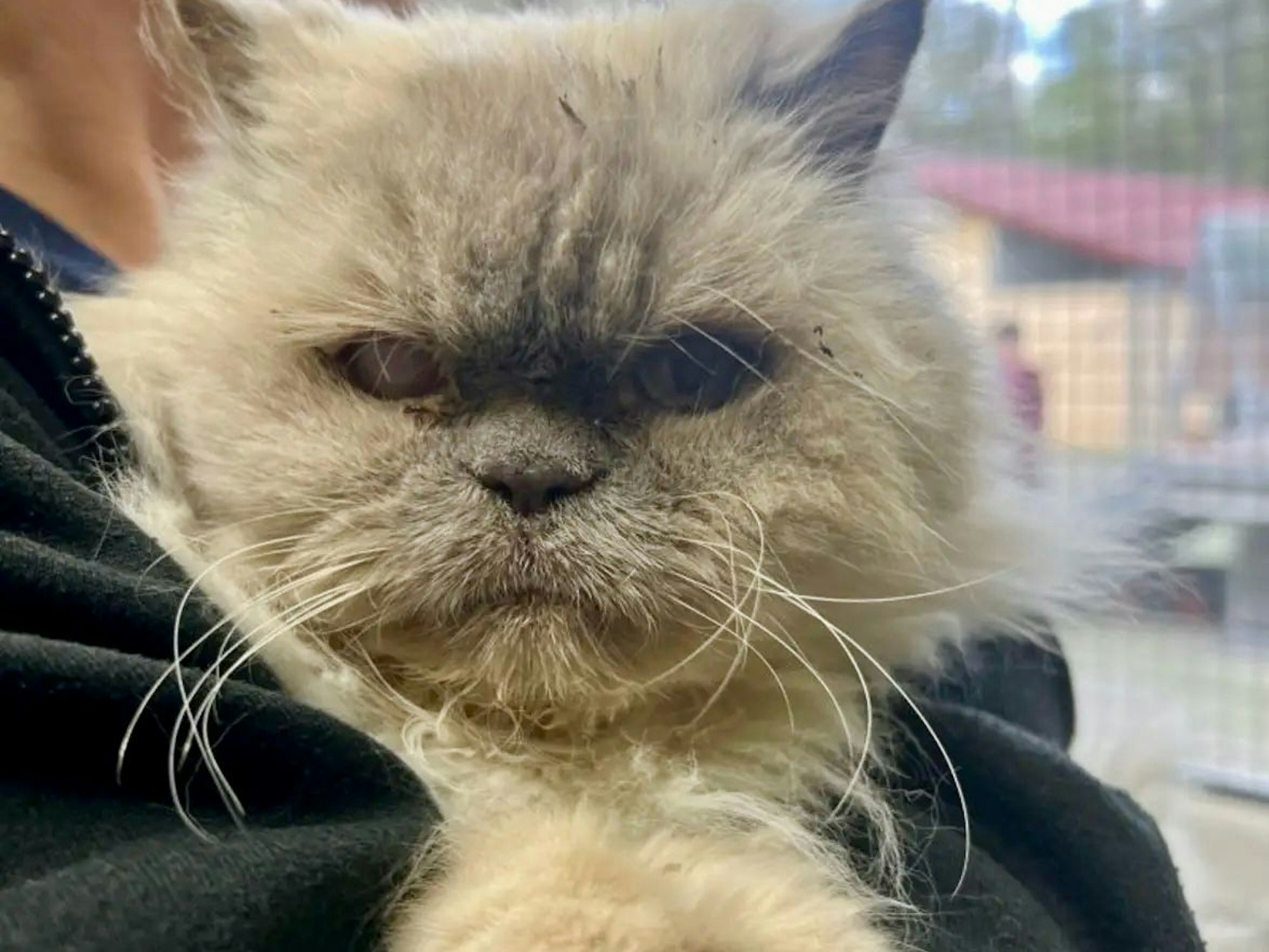 Katzen-Opa „Karlchen“ hat ein trübes Auge, leidet außerdem an Nystagmus.