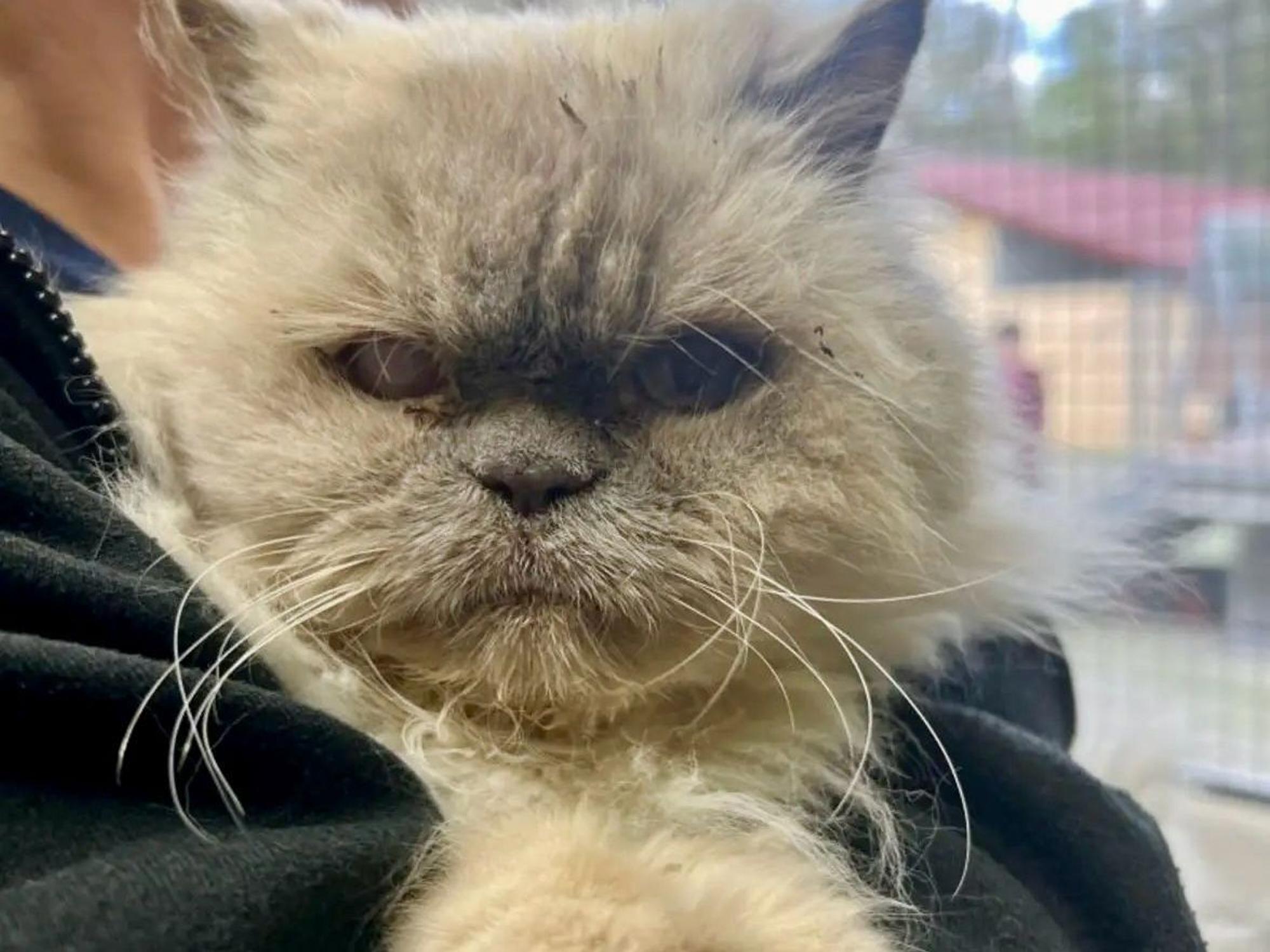 Katzen-Opa „Karlchen“ hat ein trübes Auge, leidet außerdem an Nystagmus.