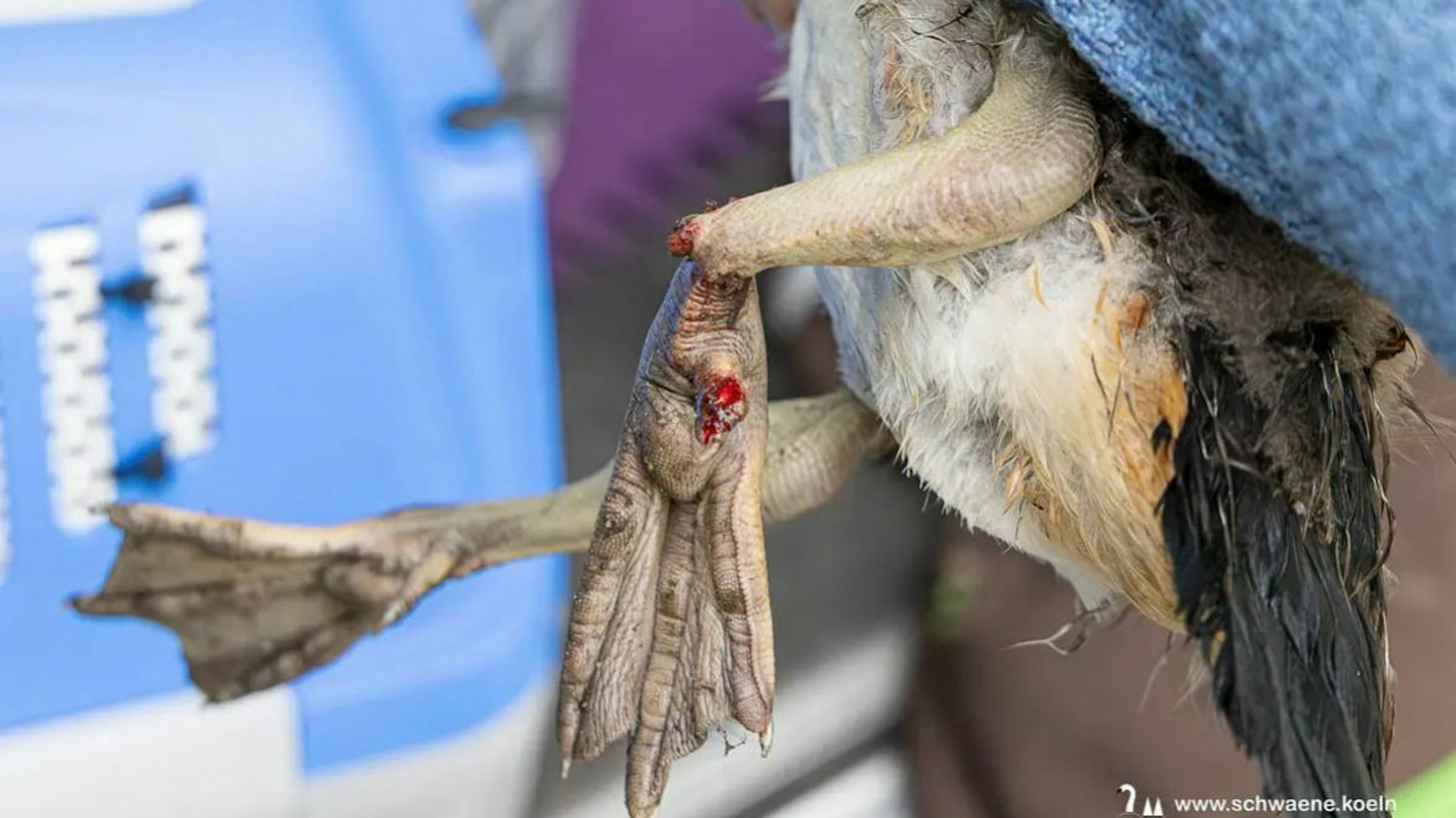 Diese Nilgans wurde am Freitag (12. April 2024) am Aachener Weiher von einem Fahrradfahrer angefahren und einfach schwer verletzt mit einem offenen Bruch am Schwimmfuß am Wegesrand liegen gelassen.