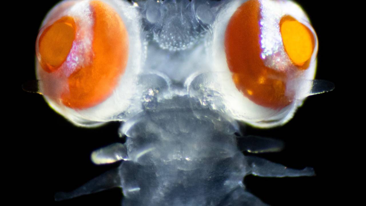 Ein vor der Insel Ponza westlich von Neapel im Tyrrhenischen Meer gefangener Borstenwurm, auch Vielborster (Polychaeta) genannt, aus der Familie der Phyllodocidae (undatiertes Handout).