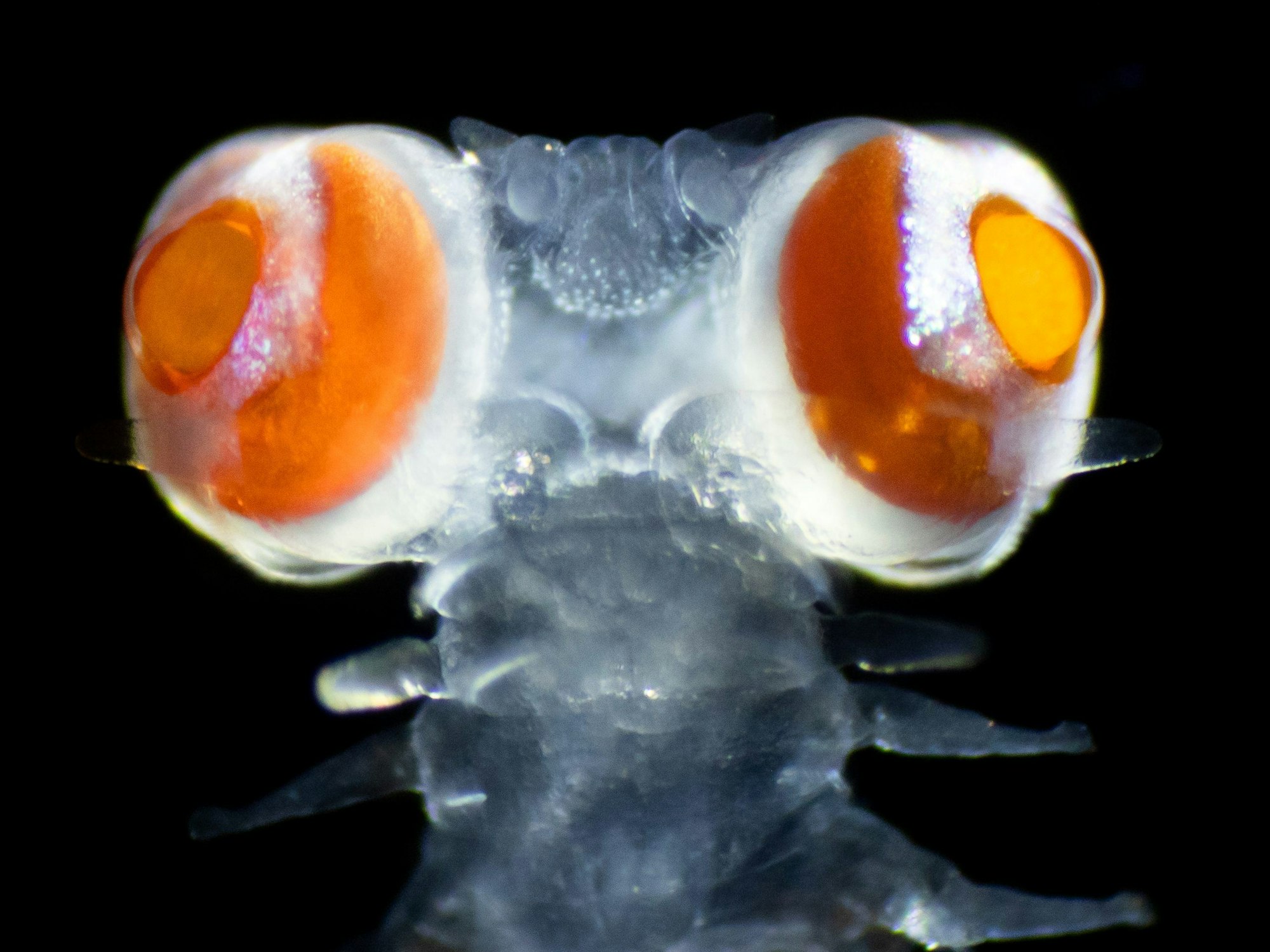 Ein vor der Insel Ponza westlich von Neapel im Tyrrhenischen Meer gefangener Borstenwurm, auch Vielborster (Polychaeta) genannt, aus der Familie der Phyllodocidae (undatiertes Handout).