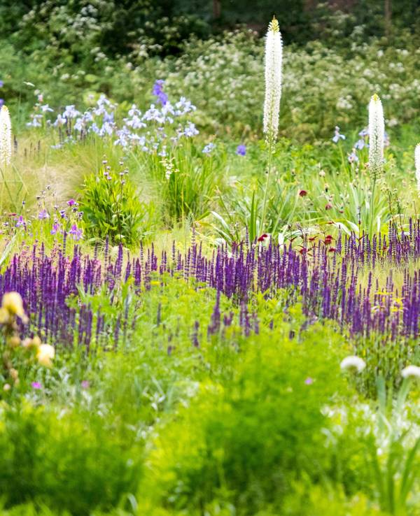 Wildblumenwiese