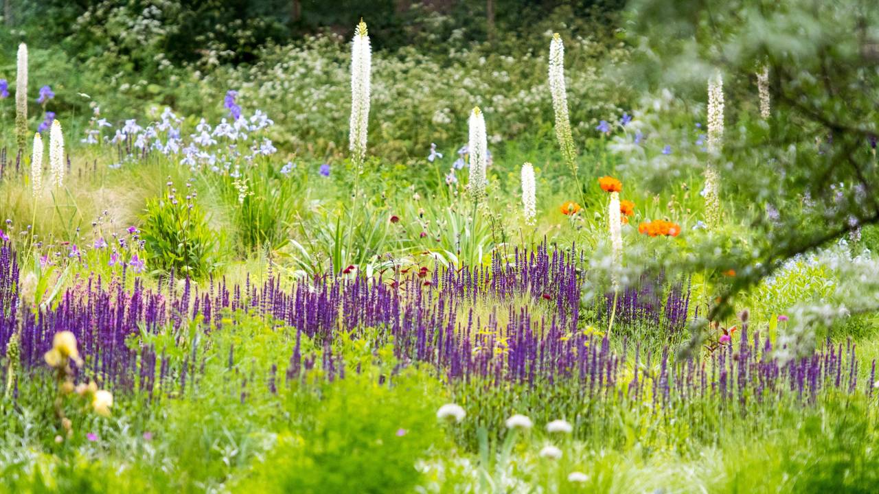 Wildblumenwiese
