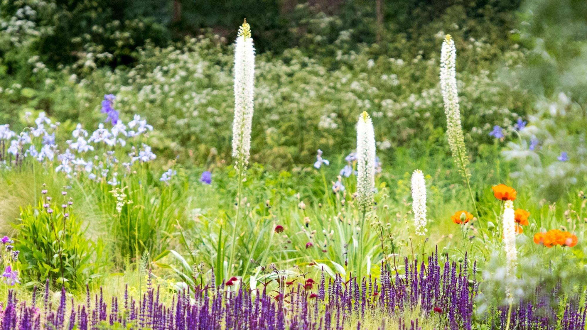 Wildblumenwiese