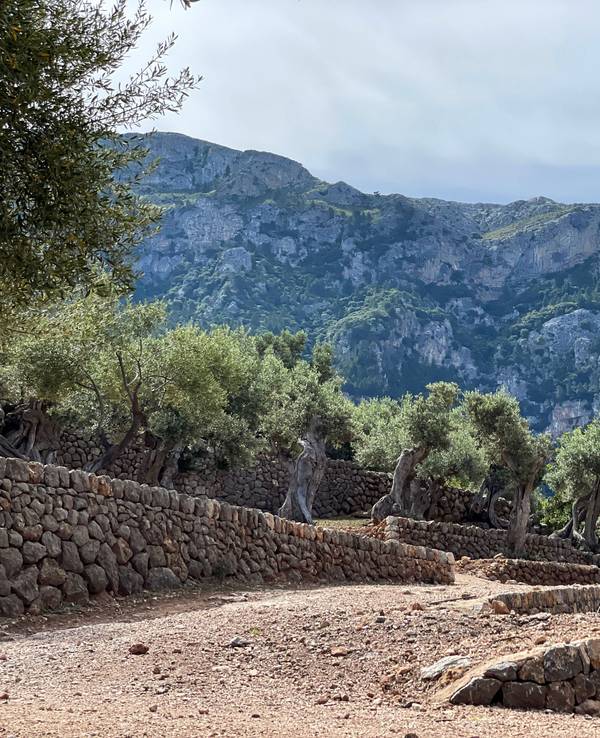 Mallorca und Menorca verschärfen Regeln, um Waldbrände zu verhindern. Das hat auch Folgen für Urlauberinnen und Urlauber. Das Archivfoto entstand 2011.picture alliance/dpa/dpa-tmn