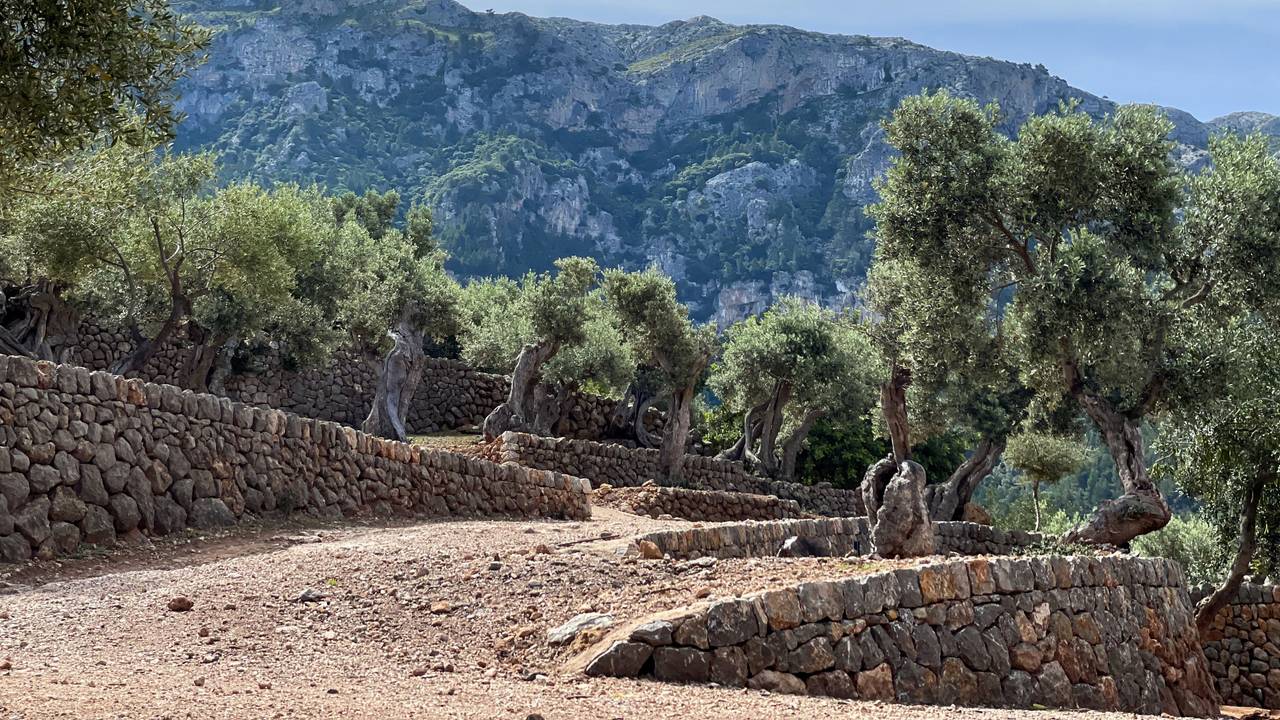 Mallorca und Menorca verschärfen Regeln, um Waldbrände zu verhindern. Das hat auch Folgen für Urlauberinnen und Urlauber. Das Archivfoto entstand 2011.picture alliance/dpa/dpa-tmn